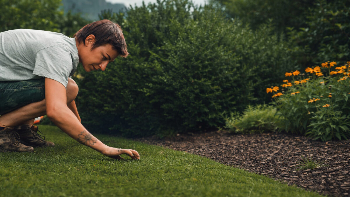 grasberger fließerau Eine Person kniet auf dem Rasen und rollt den Rollrasen in einem Garten aus, umgeben von grünen Sträuchern und gelben Blumen, und arbeitet vorsichtig neben einem gemulchten Blumenbeet.