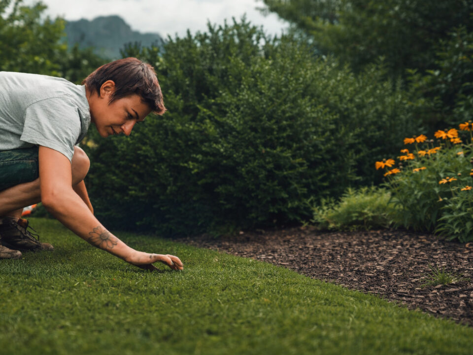 grasberger fließerau Eine Person kniet auf dem Rasen und rollt den Rollrasen in einem Garten aus, umgeben von grünen Sträuchern und gelben Blumen, und arbeitet vorsichtig neben einem gemulchten Blumenbeet.